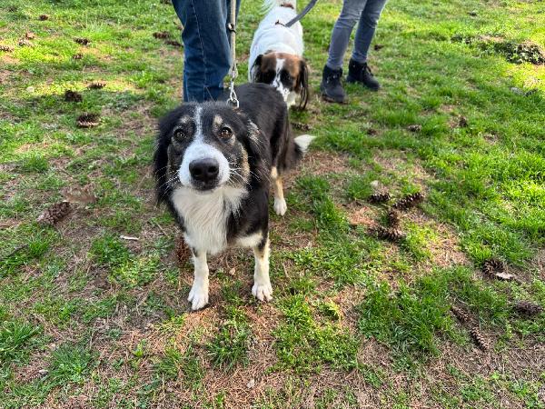 Mila - Splendida Border Collie da amare Foto 6